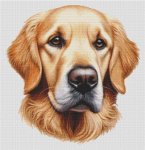 (image for) Golden Retriever - Ralph